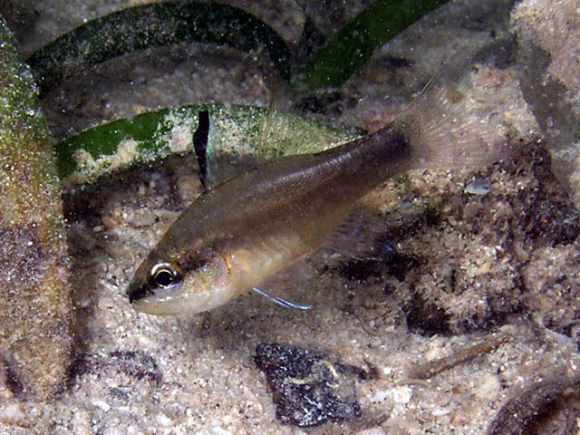 Apogon sangiensis (Pesce cardinale di Sangi)